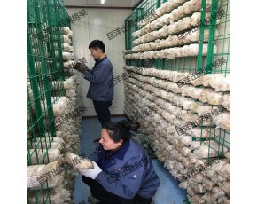 大棚養(yǎng)殖蘑菇架 食用菌栽培架 猴頭菇出菇網(wǎng)格