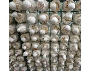 蘑菇網(wǎng)片 食用菌架子 香菇出菇架 靈芝養(yǎng)殖架