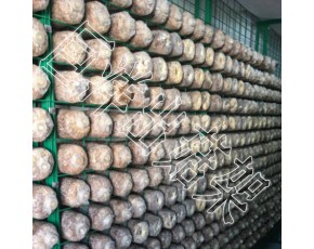 養(yǎng)殖專用蘑菇架 蘑菇培養(yǎng)房網(wǎng)架 秀珍菇網(wǎng)格架