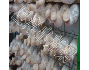 杏鮑菇出菇架 防腐蝕蘑菇架 平菇出菇網(wǎng)格網(wǎng)架 靈芝養(yǎng)殖架