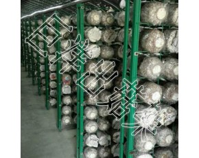 猴頭菇養(yǎng)殖出菇架 平菇出菇專用架子 食用菌網(wǎng)格網(wǎng)架