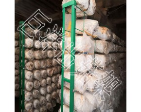 食用菌立體栽培養(yǎng)殖架 大棚蘑菇出菇架 恒溫室內(nèi)養(yǎng)殖架