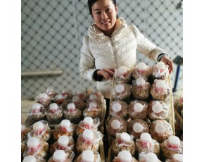 羊肚菌母鐘、原種、栽培種，優(yōu)選六妹系列提供技術指導
