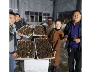 優(yōu)選六妹系列羊肚菌母鐘原種栽培種，存活率高適應性強產(chǎn)量穩(wěn)