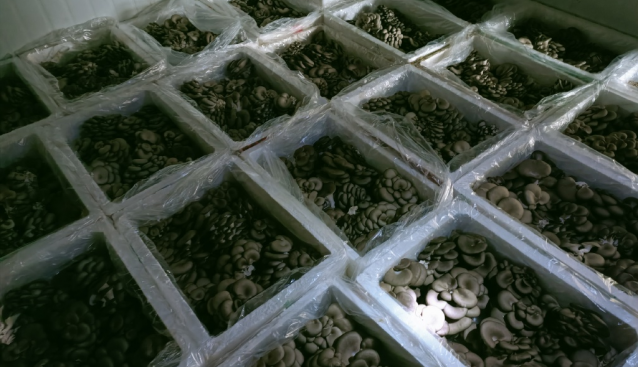 重慶：涪陵羅云鎮(zhèn)20畝大棚蘑菇喜迎豐收