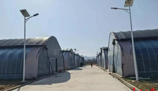 山西：靈丘縣小菌菇鋪出致富路