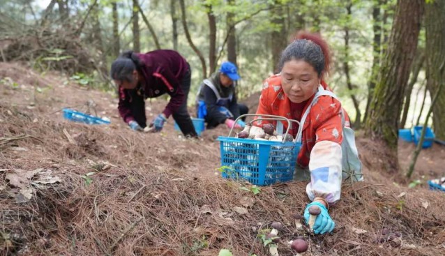 貴州貴陽白云區(qū)：黨組織引領(lǐng)發(fā)展食用菌，促農(nóng)增收