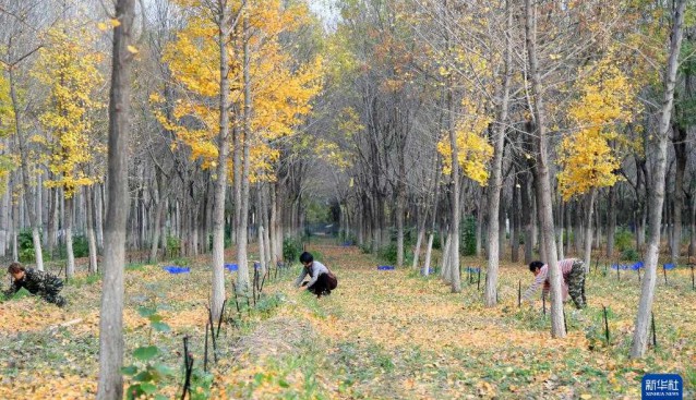 北京平谷：林下赤松茸單體種植面積達150余畝