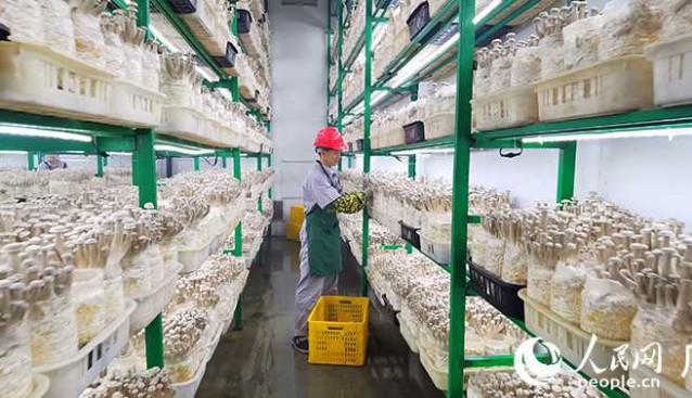 龍州北部灣公司：年產(chǎn)鹿茸菇約8000噸，供不應(yīng)求