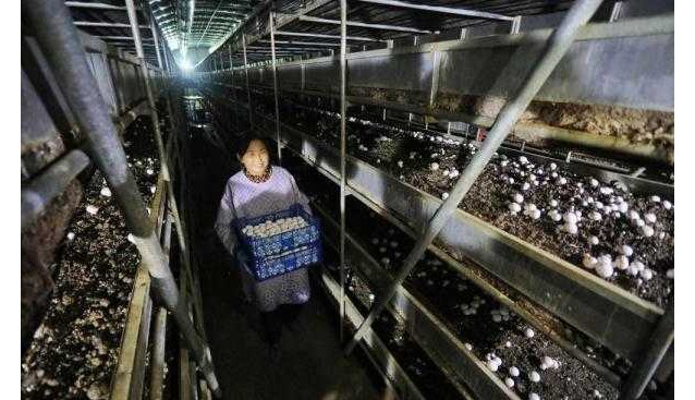 山東泰安：300多畝生產(chǎn)基地，年產(chǎn)雙孢菇4000多噸