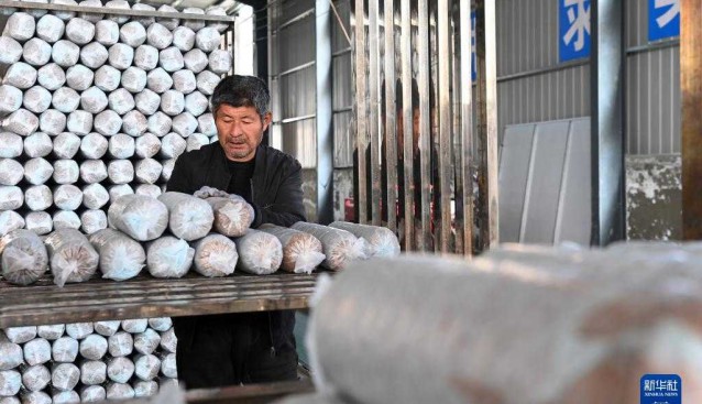 甘肅慶陽(yáng)：食用菌基地帶動(dòng)村民增收