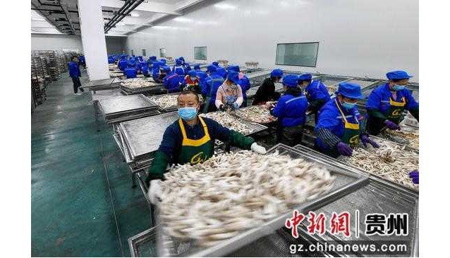 貴州道真：加大招商引資，食用菌產業(yè)助推鄉(xiāng)村振興