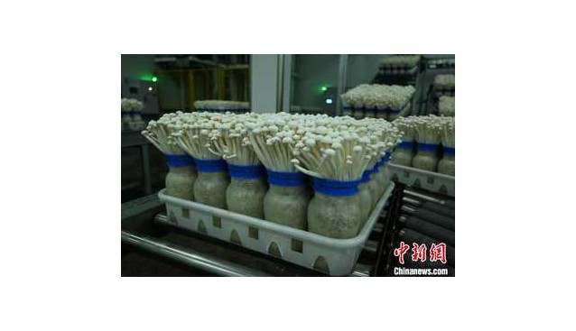 千里之緣一“鮮”牽，重慶產(chǎn)白玉菇遠銷東南亞