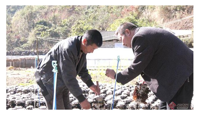 云南文山：基地黑木耳長勢喜人，已采收2茬