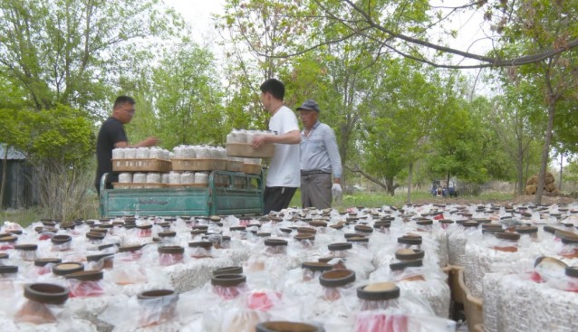 新湖農(nóng)場：探索林下種植，增加菌菇品類，拓展增收渠道