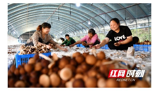 湖南常寧：雙溪村引進茶樹菇，鋪開致富路
