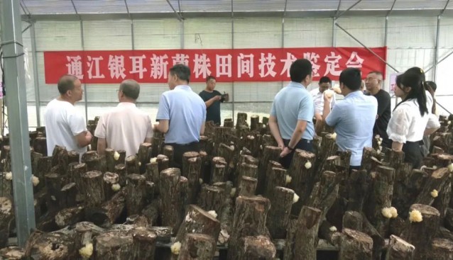 重大突破！通江銀耳新菌株面世