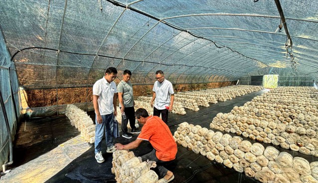 云南鳳慶縣雪山鎮(zhèn)：發(fā)揮菌草優(yōu)勢，發(fā)展食用菌種植