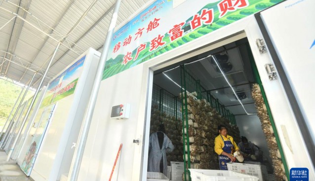 廣西德保縣：智慧方艙種食用菌，助力鄉(xiāng)村振興