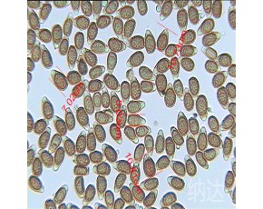 靈芝孢子粉破壁機(jī)