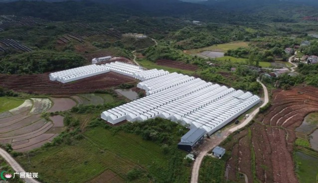 江西廣昌甘竹鎮(zhèn)：種植基地木耳迎來豐收