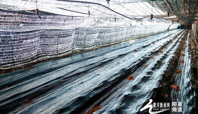 山西陽(yáng)泉市郊區(qū)：20畝羊肚菌蓋上“冬被”
