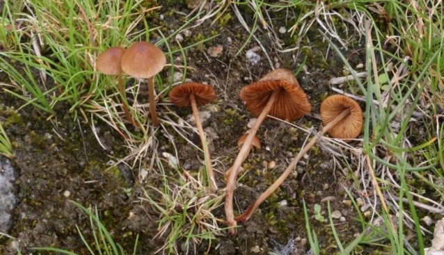 西藏發(fā)現(xiàn)大量大型真菌新種