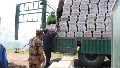 首批35000包！白背毛木耳進(jìn)大棚，預(yù)計(jì)7月迎來首茬采收