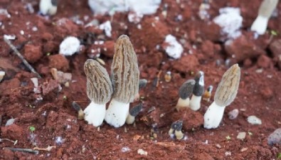 羊肚菌、虎掌菌、赤松茸……云南安寧菌香四溢