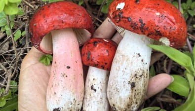 云南南華：野生菌破土，頭水紅菇領(lǐng)銜年度生態(tài)盛宴