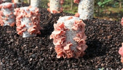 四川敘永縣油茶殼“變廢為寶”，成功試種粉木耳新品種