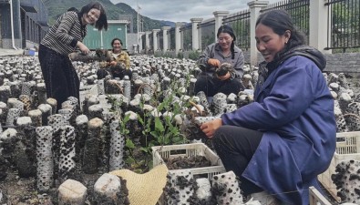 四川美姑縣灑庫(kù)鄉(xiāng)黑木耳基地首批43萬(wàn)棒菌棒迎豐收