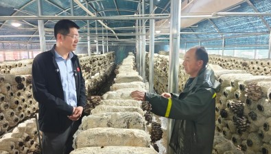 日產(chǎn)1000斤，年銷(xiāo)售額超300萬(wàn)！蘑菇成雪域高原上“金疙瘩”