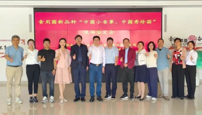 全國首個通過鑒定的香菇新品種“中菌小香蕈1號”