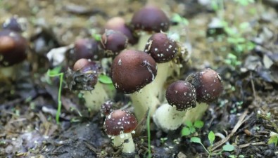 林海藏“金”|畝純收3000元！“菌菇小鎮(zhèn)”走出生態(tài)致富路