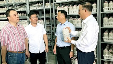 三鏈融合，打造福建羅源秀珍菇產(chǎn)業(yè)新范式