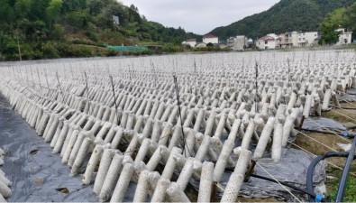 安徽祁門縣小路口鎮(zhèn)壯大食用菌產(chǎn)業(yè)的幾點(diǎn)建議
