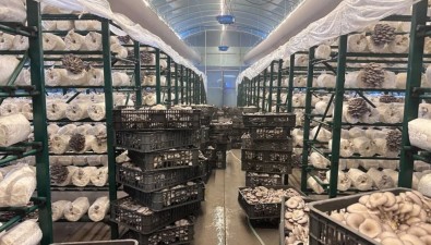 “香菇車間”變身“平菇工廠”，菌包“減肥”成功，收益劇增
