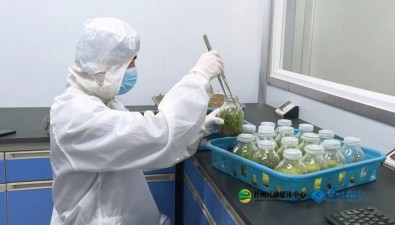 神農(nóng)珍稀菇業(yè)通過技術(shù)開發(fā)推進(jìn)食用菌產(chǎn)業(yè)發(fā)展