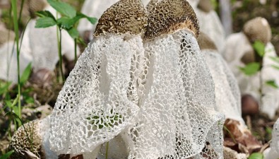 每畝效益10000-12000元，竹蓀種植基地實現(xiàn)高效栽培