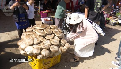 80公斤！賣出1600元！昆明現(xiàn)巨無霸“菌王”