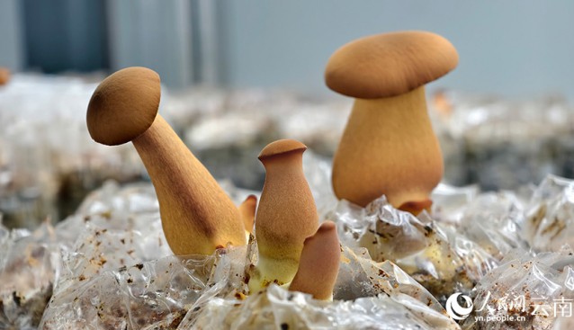 “中菌黃見手青1號”長這樣