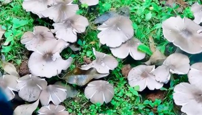 云南一派出所連續(xù)36年長(zhǎng)出雞樅菌，藏著什么秘密？
