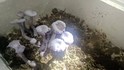 福建古田成功引種花臉香蘑，填補(bǔ)紫色食用菌人工栽培空白