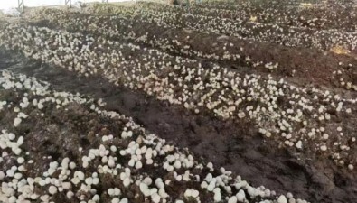 玉米芯地栽草菇新技術(shù)，破解農(nóng)閑季設(shè)施大棚利用難題