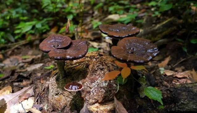 福建武平縣：靈芝面積達(dá)4.56萬畝