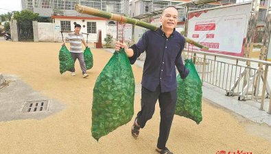 廣東韶關(guān)馬戰(zhàn)村：“吊栽木耳”豐收，生態(tài)高效栽培提升效益20%