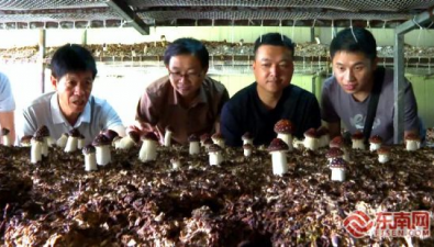 福建：古田縣杉洋鎮(zhèn)食用菌大家庭迎來新成員
