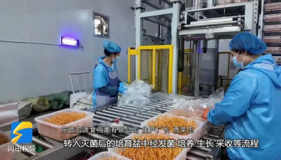 山東東營：北冬蟲草花實(shí)現(xiàn)全年工廠化生產(chǎn)，年產(chǎn)4000噸