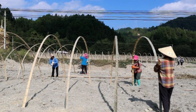 貴州：三穗縣羊肚菌種植基地棚架搭建忙
